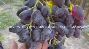 Виноград Эмир Калугина В.М. 26.08.25 год Новороссийск.