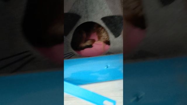 Мои животные попали в тюрьму!? 1часть