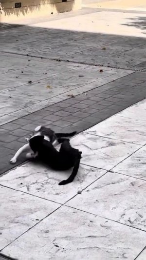 Котовое. Борцуха-котуха