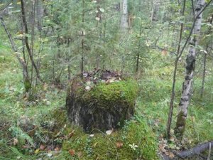 Ориентирование без компаса. Точность