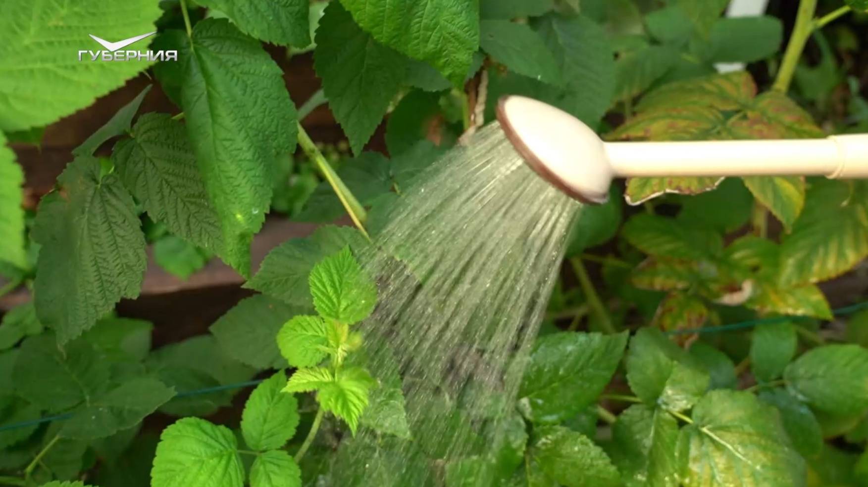 Подкармливаем сад. Дачные сезоны