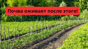 Осень — время заправить почву бесплатным азотом. Сделайте это сейчас!