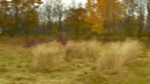 OK Go - This Too Shall Pass - Official Video