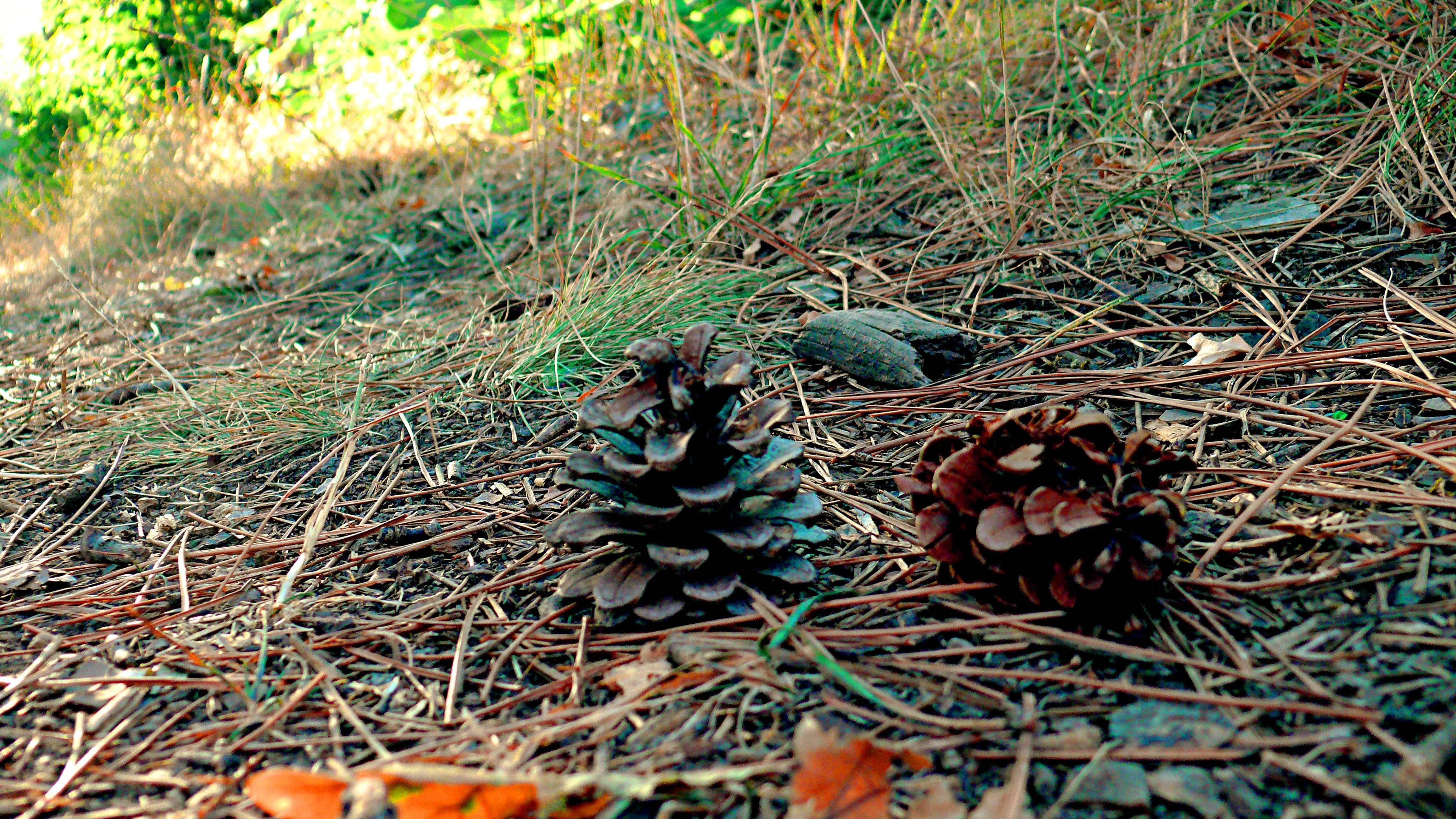 Танец света и листвы. Утро в лесу. смотреть онлайн