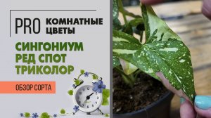 Сингониум Ред Спот Триколор. Очень красочное растение - украшение цветочной коллекции. Обзор сорта.
