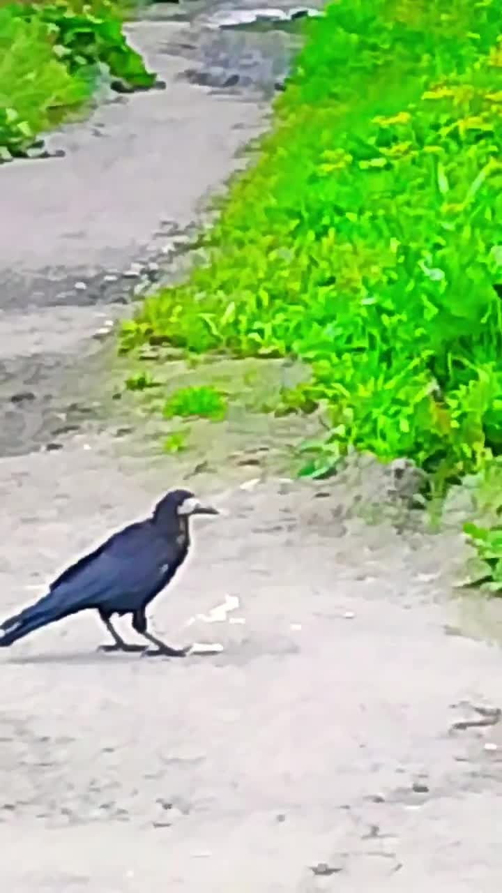 Честным трудом!😁🦅 смотреть онлайн