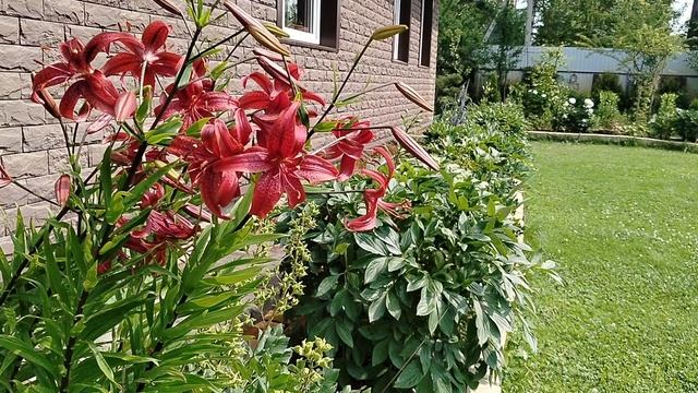 Лилия 'Ночка' селекции Маргариты Филипповны Киреевой 1975 года в нашем саду 2025 смотреть онлайн