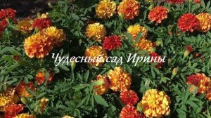 Чудесный сад Ирины. Бархатцы-хамелеоны Strawberry Blonde и Fireball