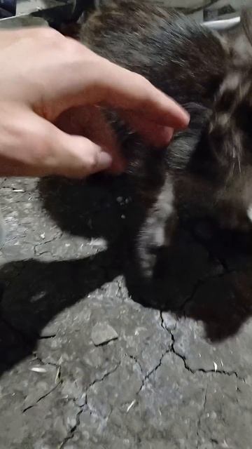 Кормлю кошек