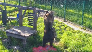 Чесалка дала сдачи😊Получил прям по своим меховым помпонам🐻😣