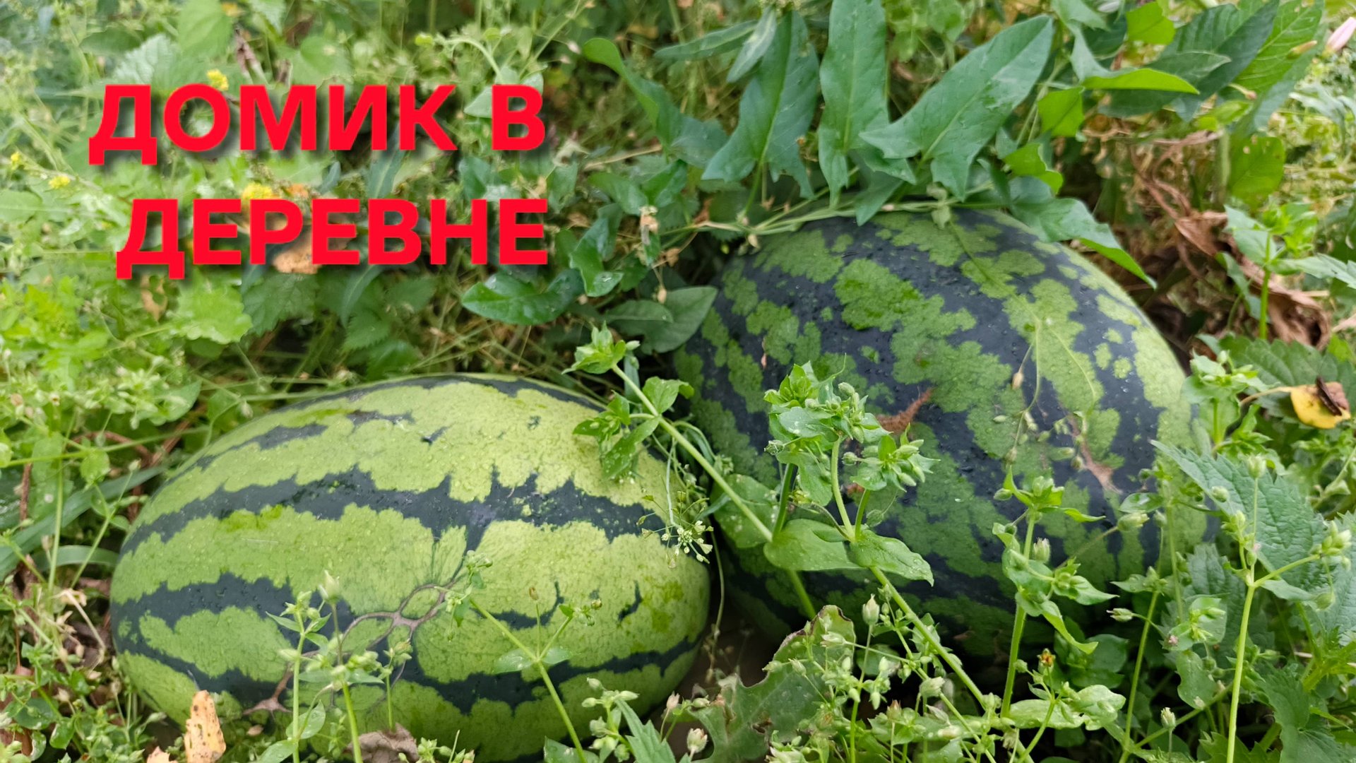 Как растут арбузы и дыни в Сибири