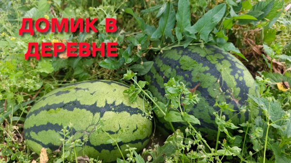 Как растут арбузы и дыни в Сибири