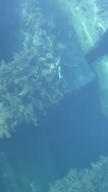 Кефаль кормится в имеретинском порту. смотреть онлайн