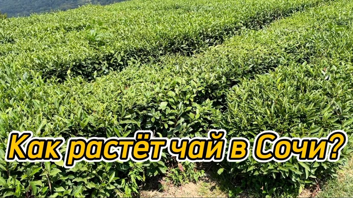 Сочи. Мацеста. Чайные плантации. Это очень красиво! смотреть онлайн