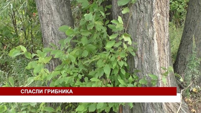СПАСЛИ ГРИБНИКА смотреть онлайн