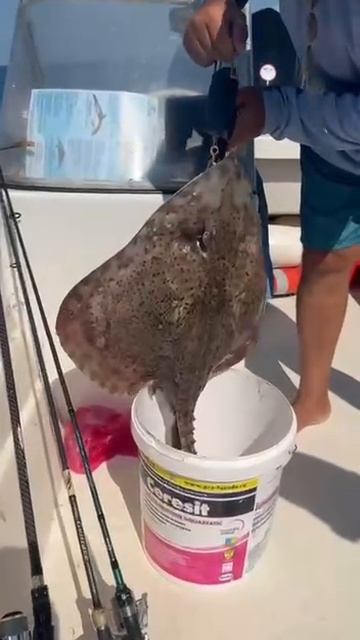 Скат на 4.3 кг. смотреть онлайн