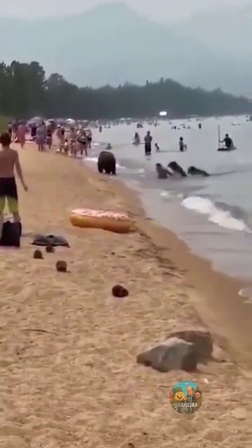 Пляж на Байкале — Люди и медведи купаются вместе смотреть онлайн