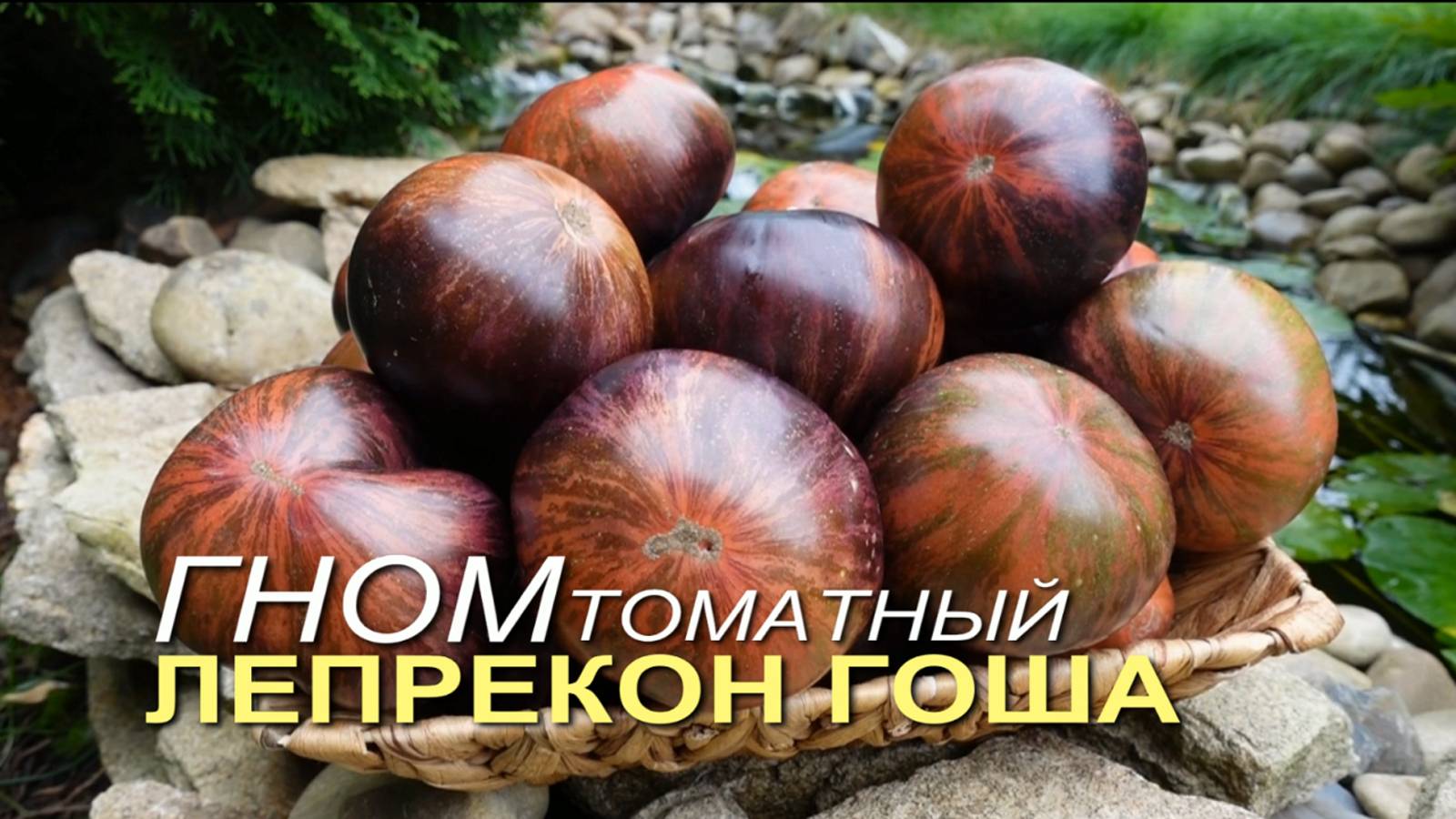 Томатный гном ЛЕПРЕКОН ГОША (Dwarf Leprechaun Gosha). Обзор сортов ТОМАТОВ! смотреть онлайн