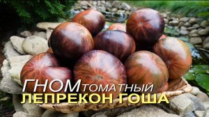 Томатный гном ЛЕПРЕКОН ГОША (Dwarf Leprechaun Gosha). Обзор сортов ТОМАТОВ!