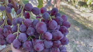 Виноград Катюша Калугина В.М. 26.08.25 год, Новороссийск.