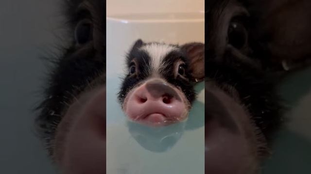 СМЕШНЫЕ ВИДЕО 🙂😆 смотреть онлайн