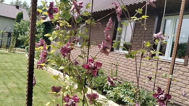 Клематис 'Пурпуреа Плена Элеганс' (Purpurea Plena Elegans) - цветение после пересадки 2025. смотреть онлайн