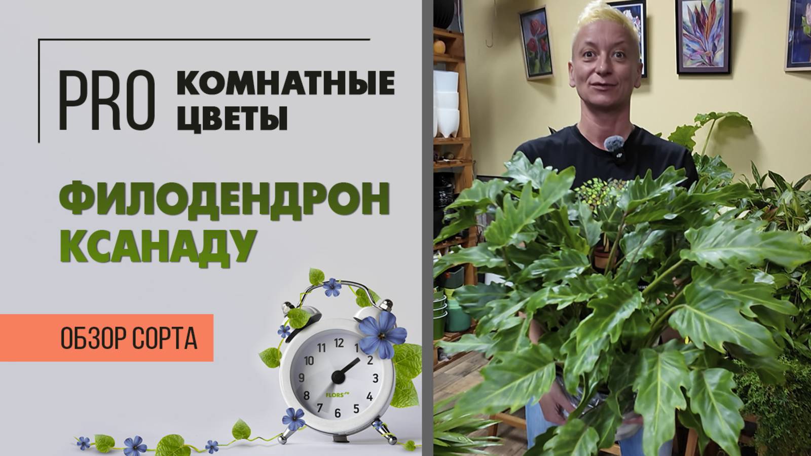 Филодендрон Ксанаду. Куст, не лиана. Кудрявое растение. Обзор сорта.