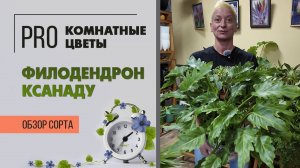 Филодендрон Ксанаду. Куст, не лиана. Кудрявое растение. Обзор сорта.