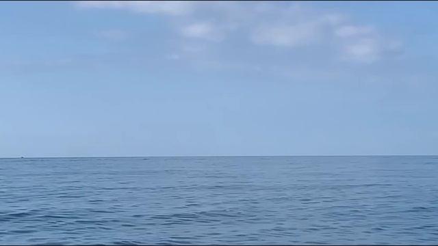 Как выглядит "котёл" из крупной пеламиды. смотреть онлайн