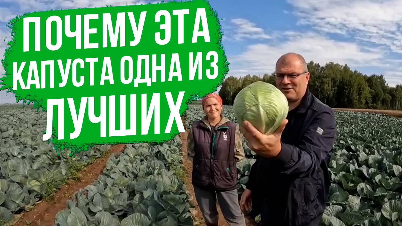 Лучшая белокочанная капуста длительного хранения!