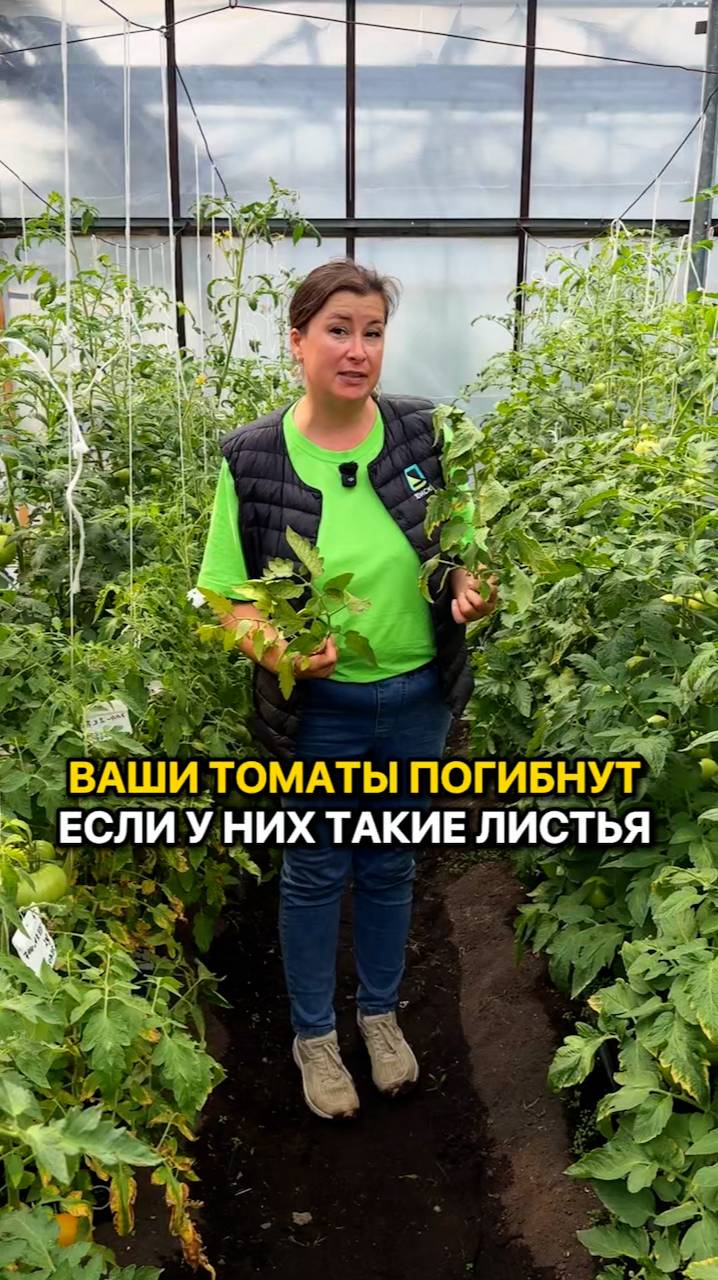 Ошибки ухода за томатами, которые убивают урожай.