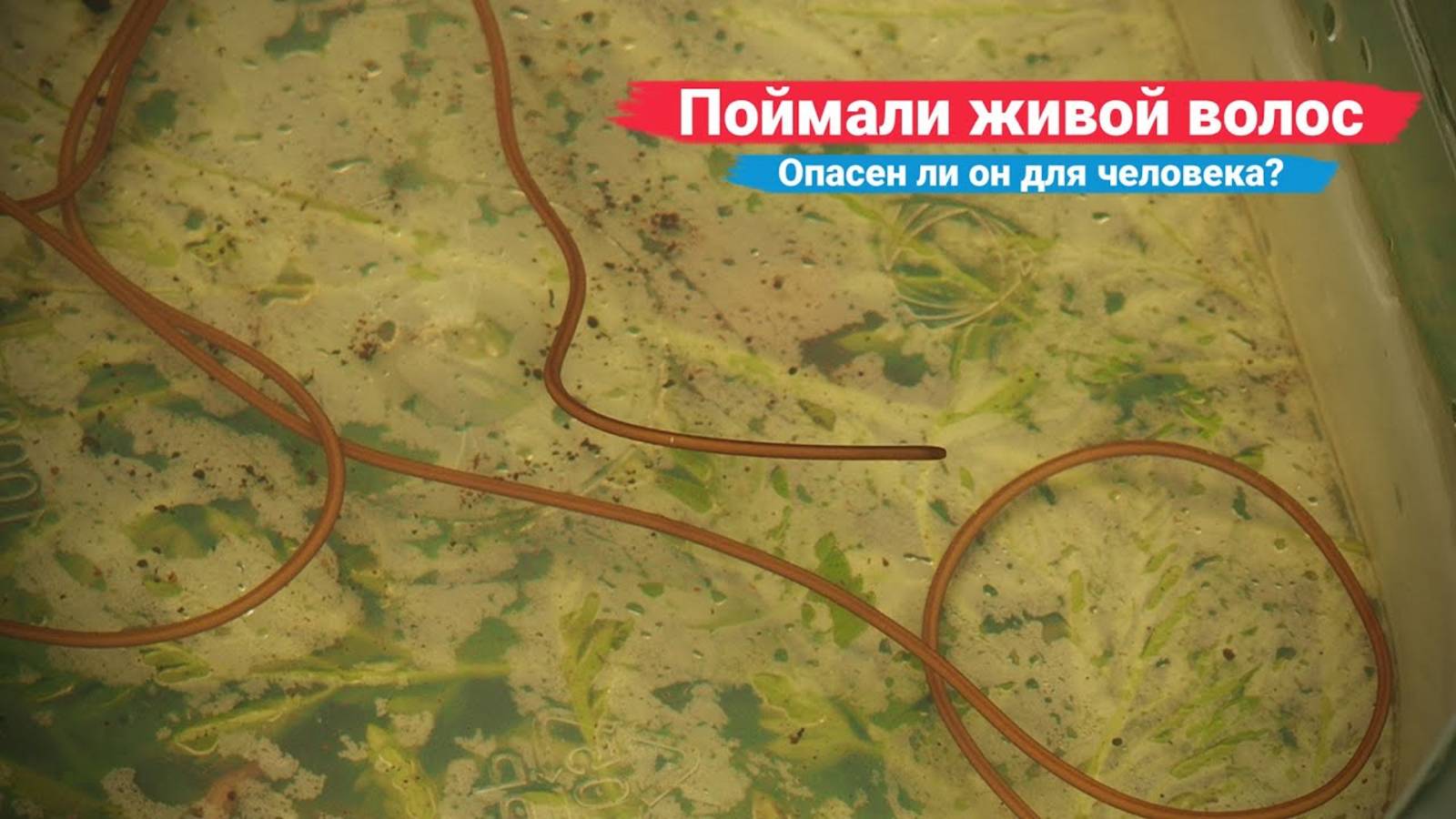 Поймали в речке живой волос. Разбираемся, опасен ли он для человека | Ураловед смотреть онлайн