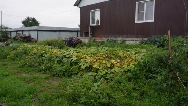 Просто собираю огурцы их хоть и не так много, но на зиму хватит Простая жизнь в сибирской деревне смотреть онлайн
