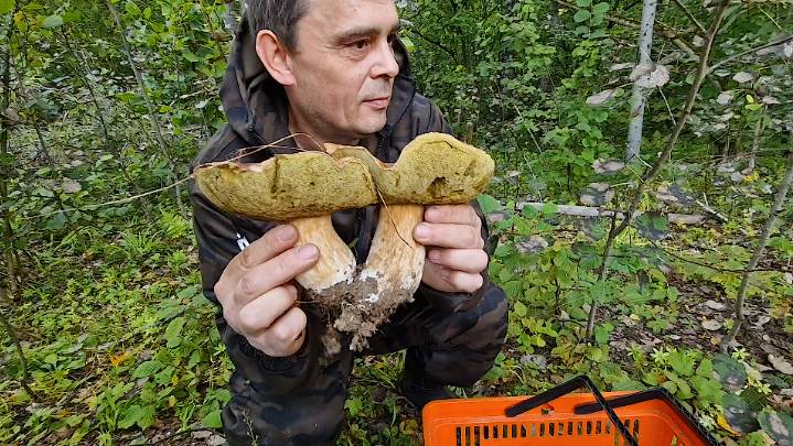 ГРИБЫ МЯСИСТЫЕ НА КАЖДОМ ШАГУ! Наполняем корзины белыми, волжанками, сыроежками. смотреть онлайн