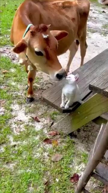 Корова и кошка смотреть онлайн