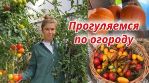 Обзор моего огорода на конец лета