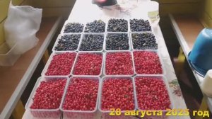 7 соток. И бруснику и чернику собираю в лесу в один день. Хроника 28 августа 2025 год