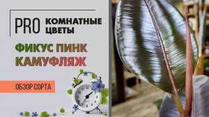 Фикус эластика (каучуконосный) Пинк Камуфляж. Обзор сорта интересного комнатного растения.
