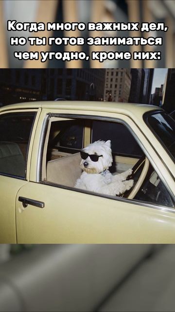 Жизненные мемы от РУДН смотреть онлайн