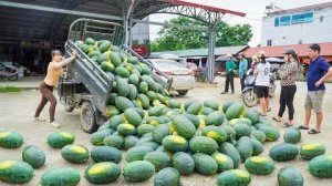 Сбор арбузов и продажа их на деревенском рынке. Жизнь во Вьетнаме