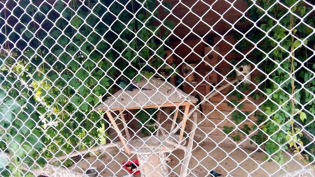 Зоопарк планета обезьян. Райский белохвостый скворец.