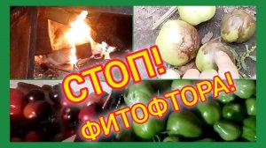 Чернеют помидоры? Сделайте, как я и не потеряете свой урожай! 👍