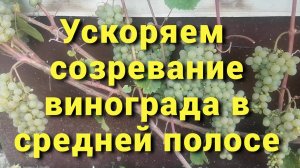 Пять несложных агроприемов, помогающих ускорить созревание винограда.