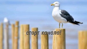 старт канала.