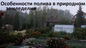 Особенности полива огорода в природном земледелии
