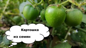 Картофель из семян, через рассаду. Зачем?