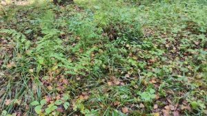 До обеда готовила ,а с обеда грибы собирали.