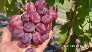 Виноград Розовый замок Калугина В.М. 27.08.25 год, Новороссийск.