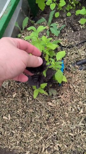 Теплишн композишн