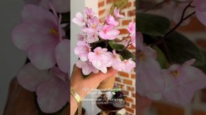 🐇🌟КФ-Ихтамнет и ГЕА-Изящный Жемчуг  в нашем обзоре сегодняшнего дня